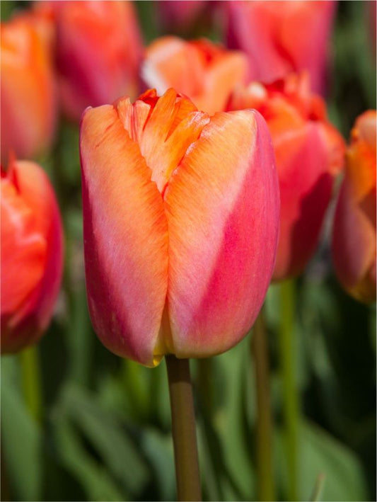 Tulpen Orange pride