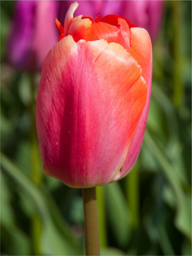 Tulpe 'Orange Pride' - 25 Stück