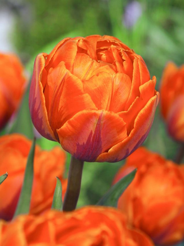 Tulipa 'Orange Princess' - Tulpe
