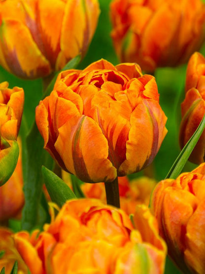 Tulpen Orange princess