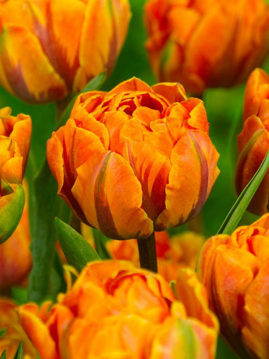 Tulpen Orange princess