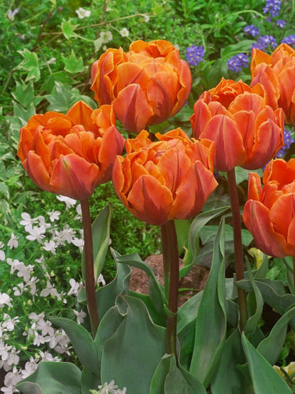 Tulipa 'Orange Princess' - Tulpe
