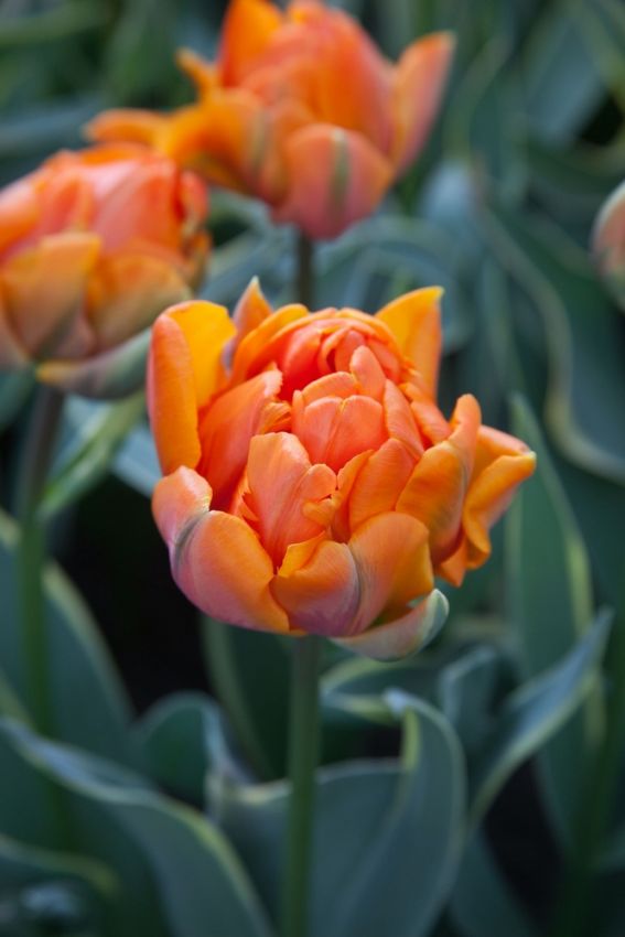 Tulipa 'Orange Princess' - Tulpe