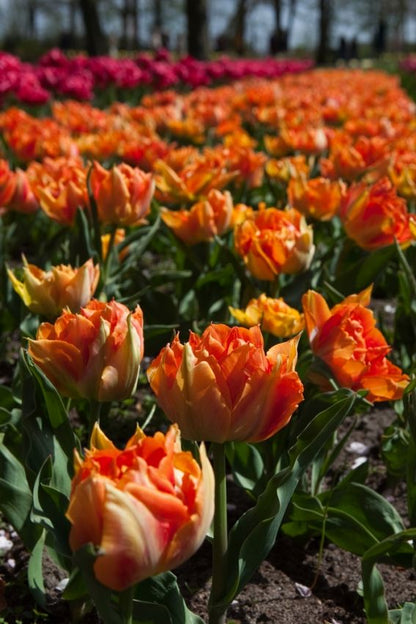 Tulipa 'Orange Princess' - Tulpe