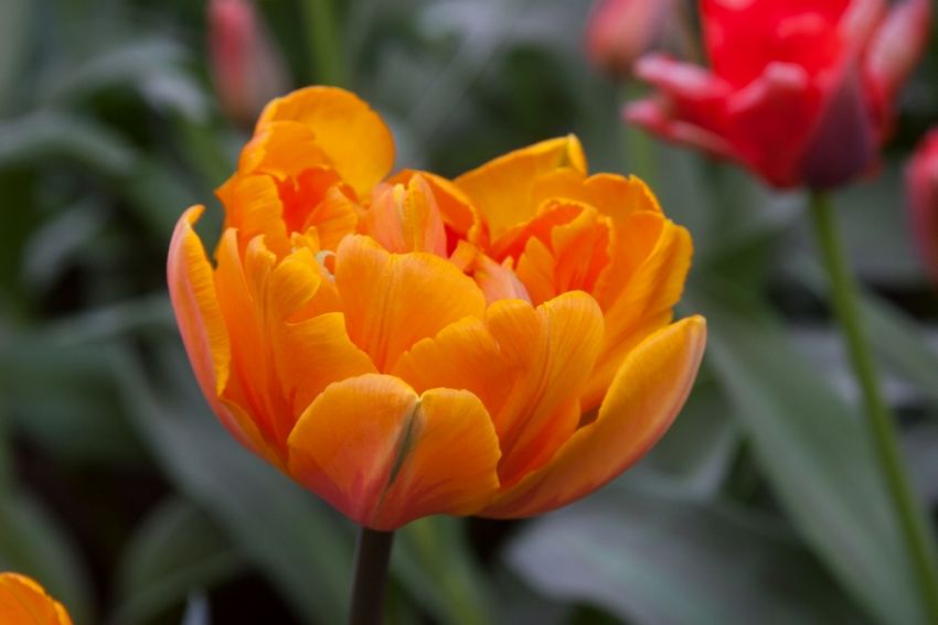 Tulipa 'Orange Princess' - Tulpe