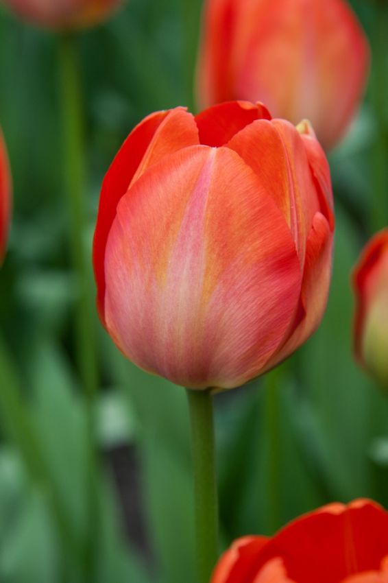 Tulpe 'Orange Van Eijk' - 25 Stück