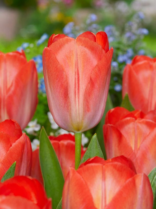 Tulpen Orange van eijk