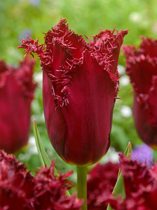 Tulpen Pacific pearl