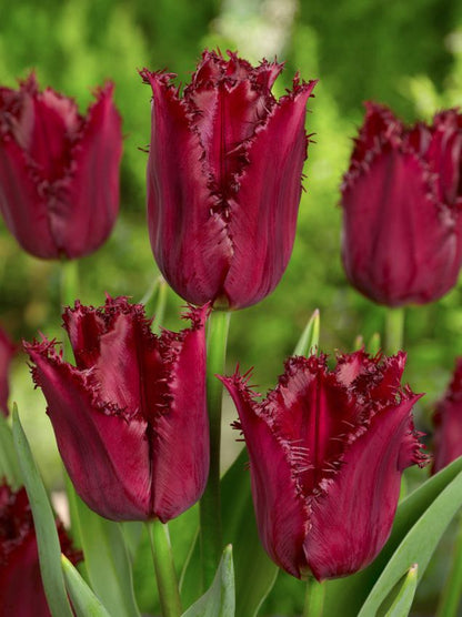 Tulpe 'Pacific Pearl' - 20 Stück