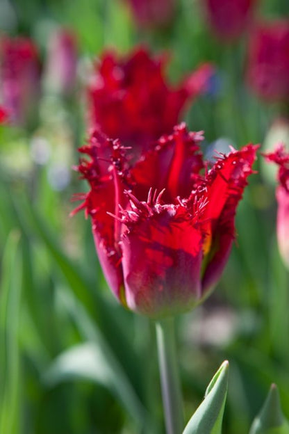 Tulpe 'Pacific Pearl' - 20 Stück