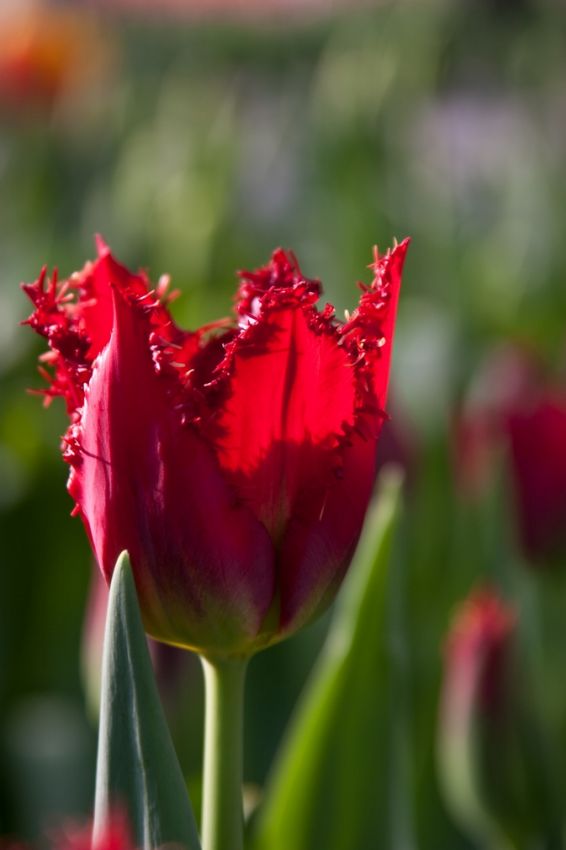 Tulpe 'Pacific Pearl' - 20 Stück
