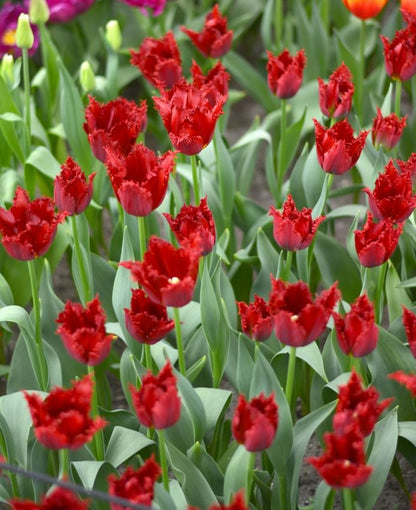Tulpe 'Pacific Pearl' - 20 Stück