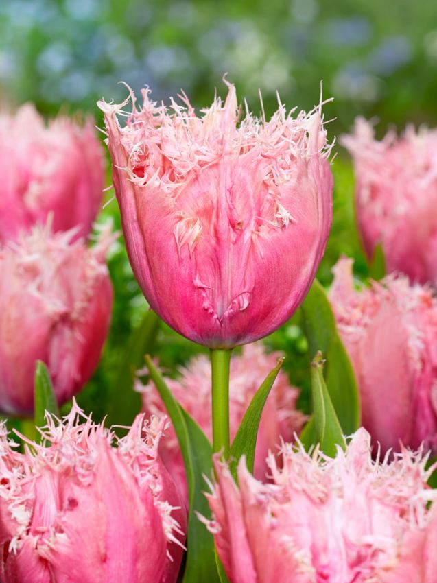 Tulpen Paleis het loo