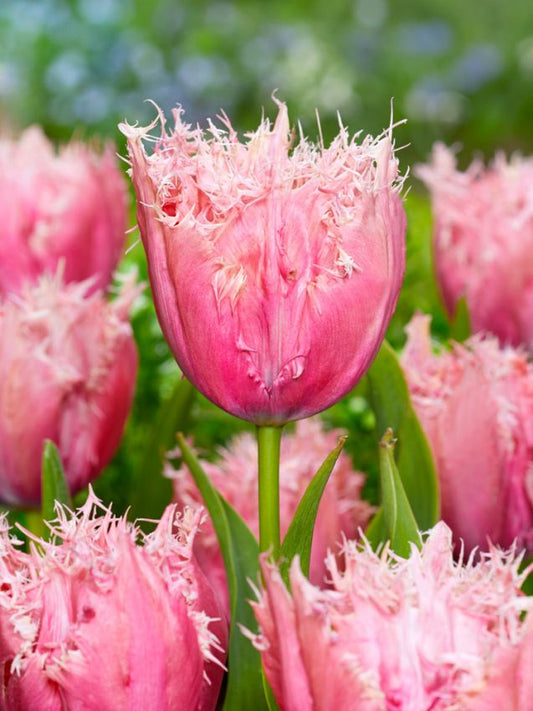 Tulpen Paleis het loo