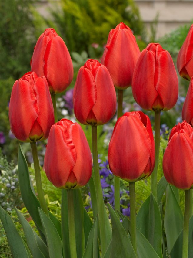 Tulpe 'Parade' - 25 Stück