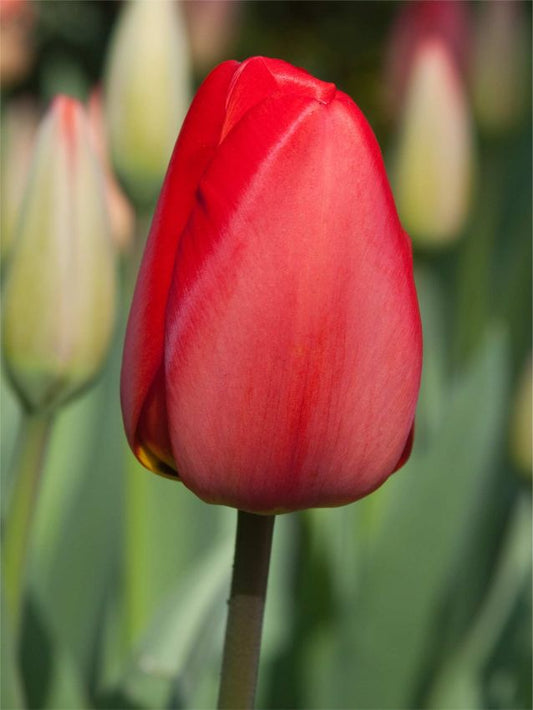 Tulpen Parade