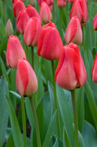 Tulpe 'Parade' - 25 Stück