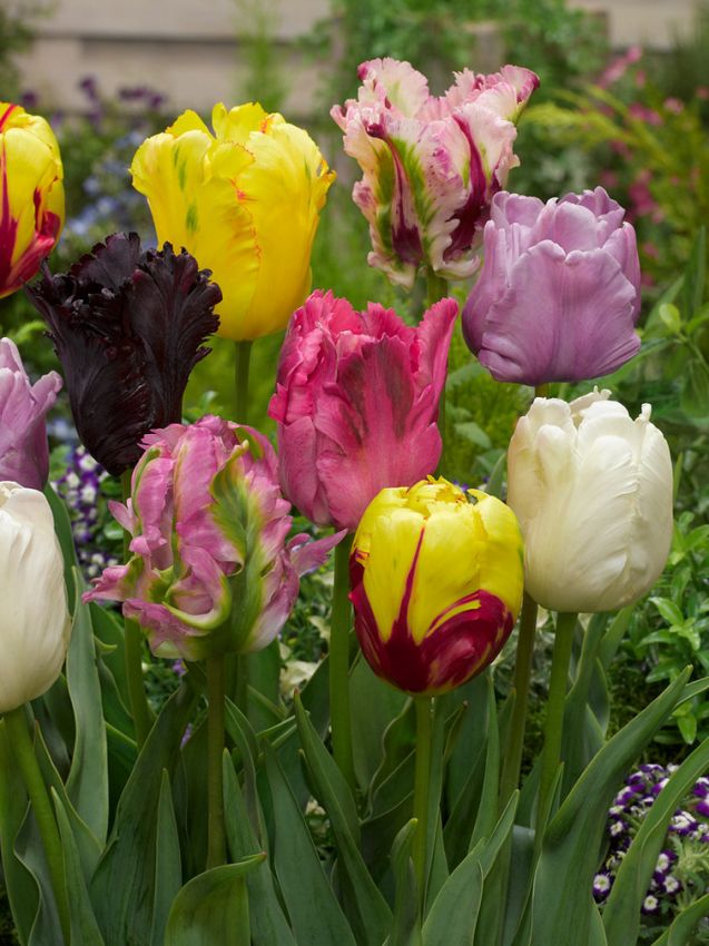 Tulpen Papagai mischung
