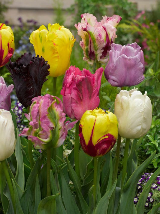 Tulpen Papagai mischung