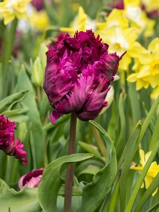 Tulpen Parrot prince