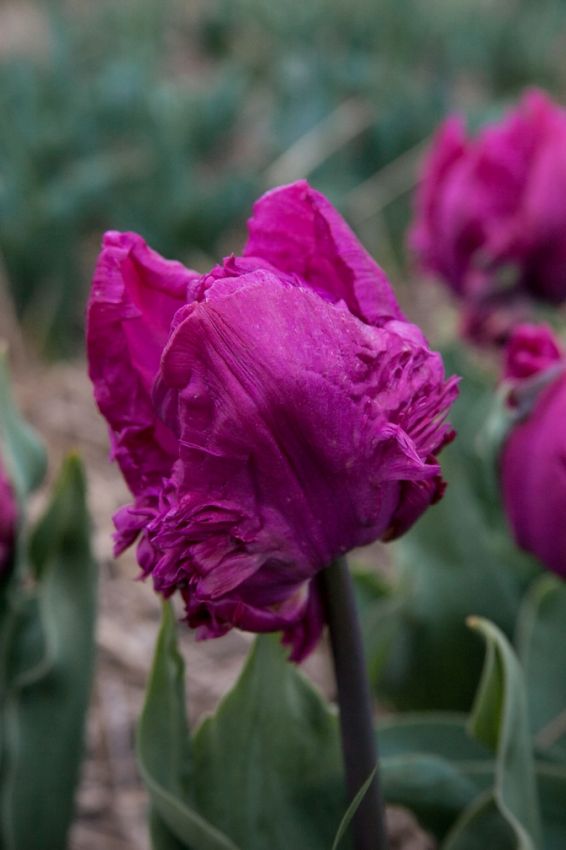 Tulpe 'Parrot Prince' - 25 Stück