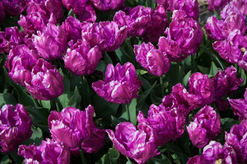 Tulpe 'Parrot Prince' - 25 Stück