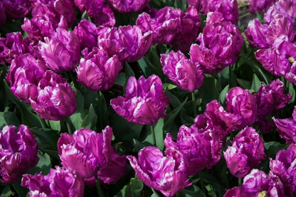 Tulpe 'Parrot Prince' - 25 Stück