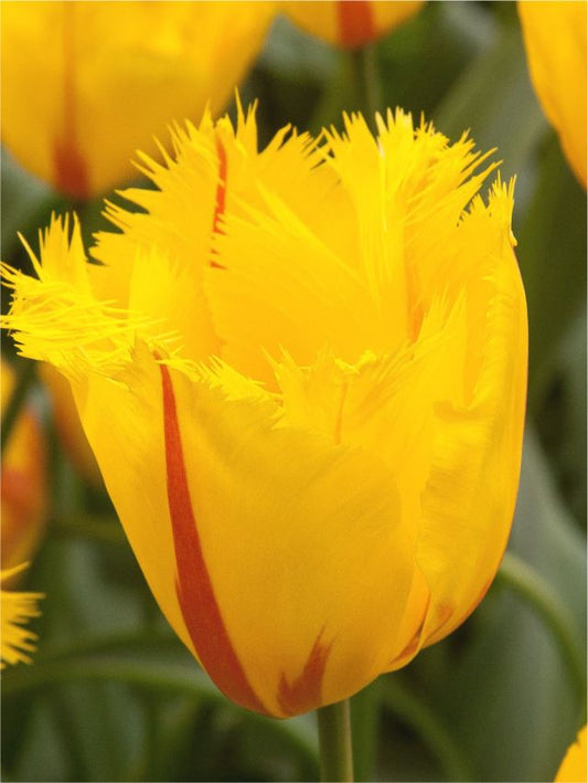 Tulpen Party clown