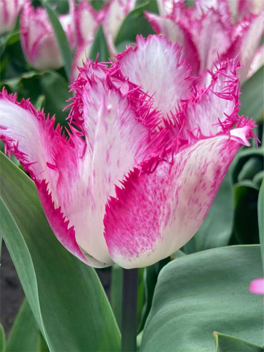 Tulpen Passion play