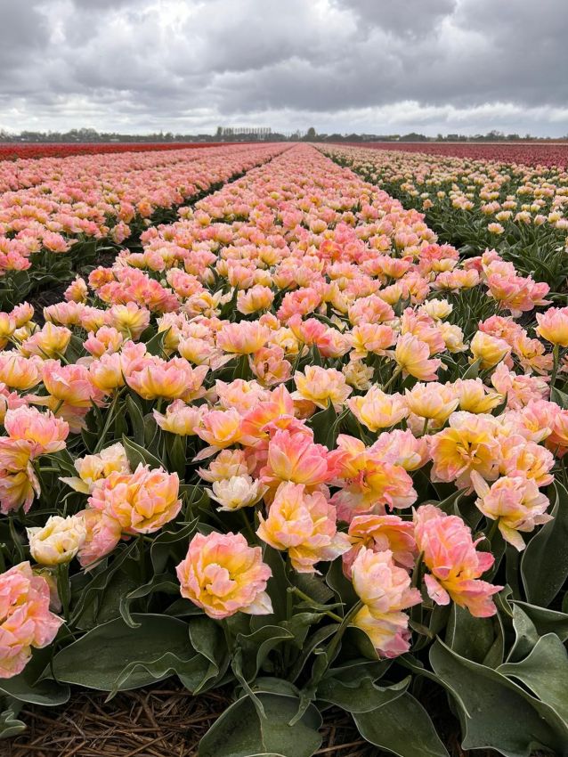 Tulpe 'Passwort' - 10 Stück