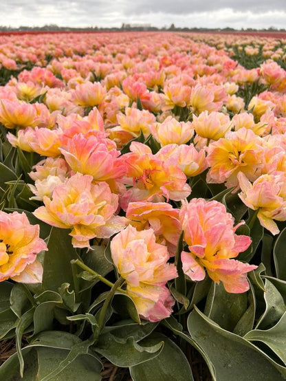 Tulpe 'Passwort' - 10 Stück