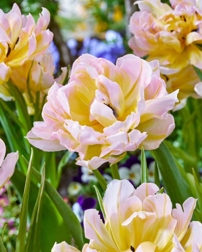 Tulpen Passwort