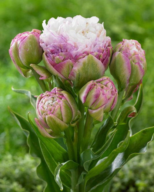 Tulpen Peggy wonder