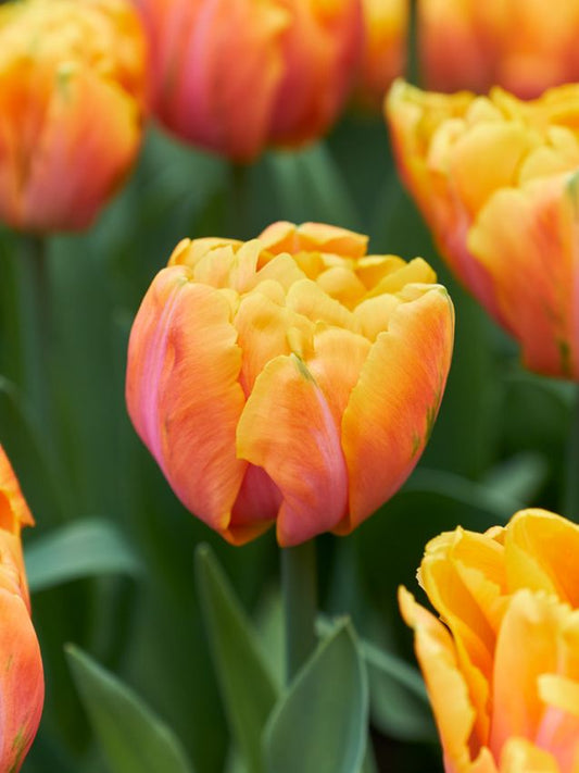 Tulpen Tasmania
