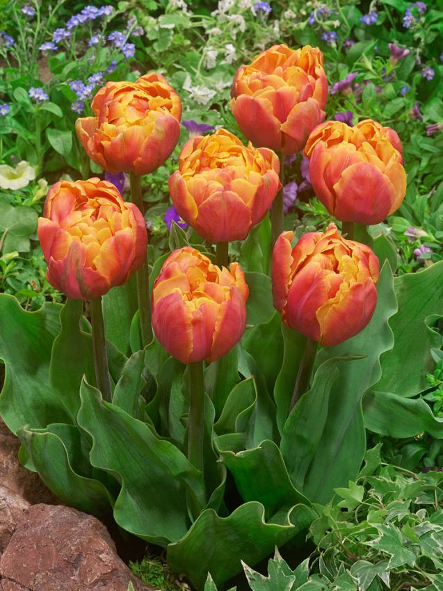 Tulpe 'Tasmania' - 20 Stück