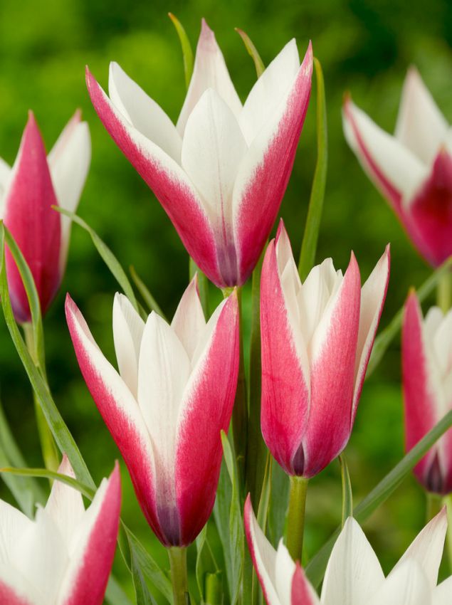 Tulpen Clusiana peppermint stick