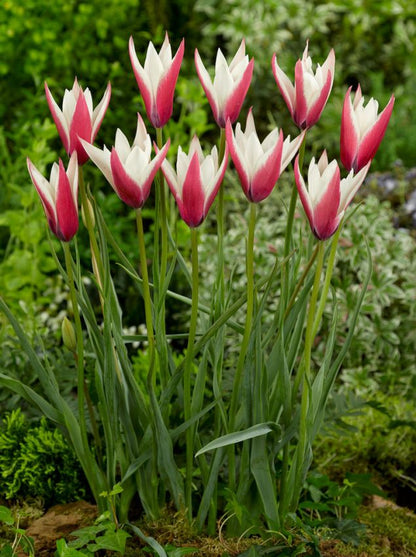 Tulipa 'Clusiana Peppermint Stick' - Tulpe