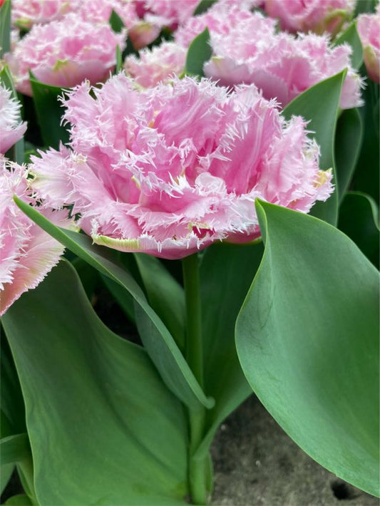 Tulpen Perth
