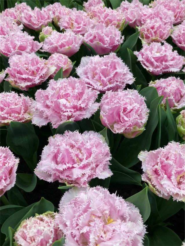 Tulpe 'Perth' - 15 Stück