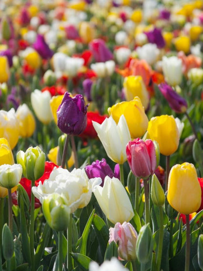 Tulpe 'Pflückgarten Mischung' - 25 Stück