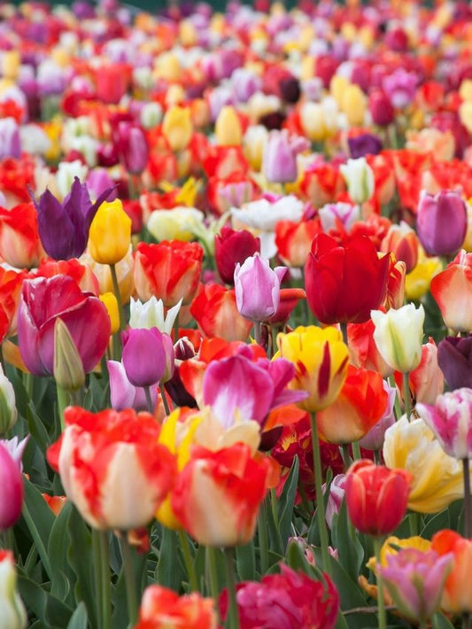 Tulpen PflÜckgarten mischung