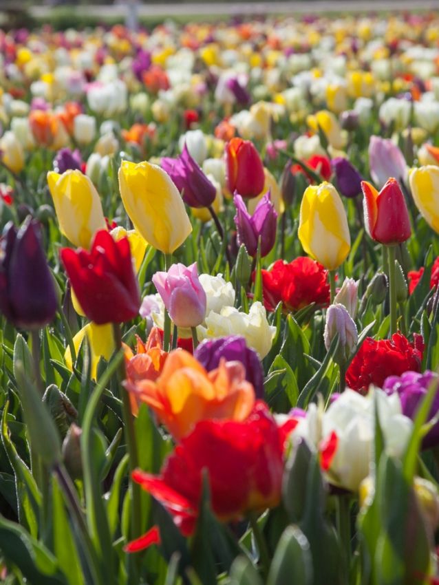 Tulpe 'Pflückgarten Mischung' - 25 Stück