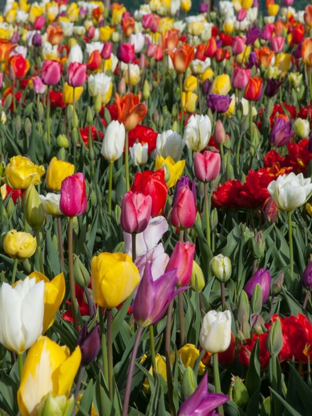 Tulpe 'Pflückgarten Mischung' - 25 Stück