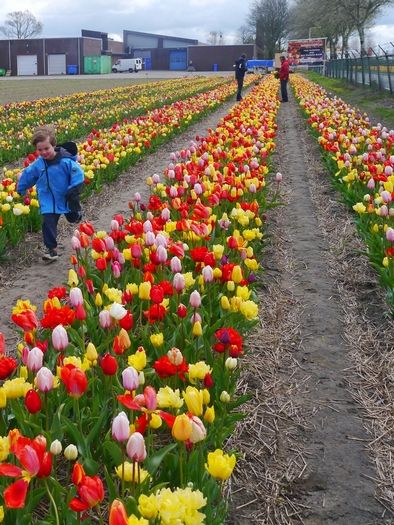 Tulpe 'Pflückgarten Mischung' - 25 Stück