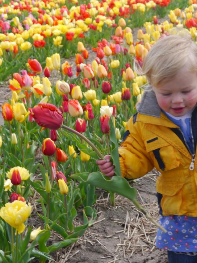 Tulpe 'Pflückgarten Mischung' - 25 Stück
