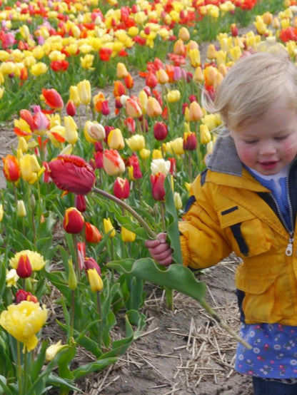 Tulpe 'Pflückgarten Mischung' - 25 Stück