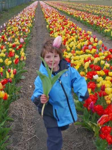 Tulpe 'Pflückgarten Mischung' - 25 Stück