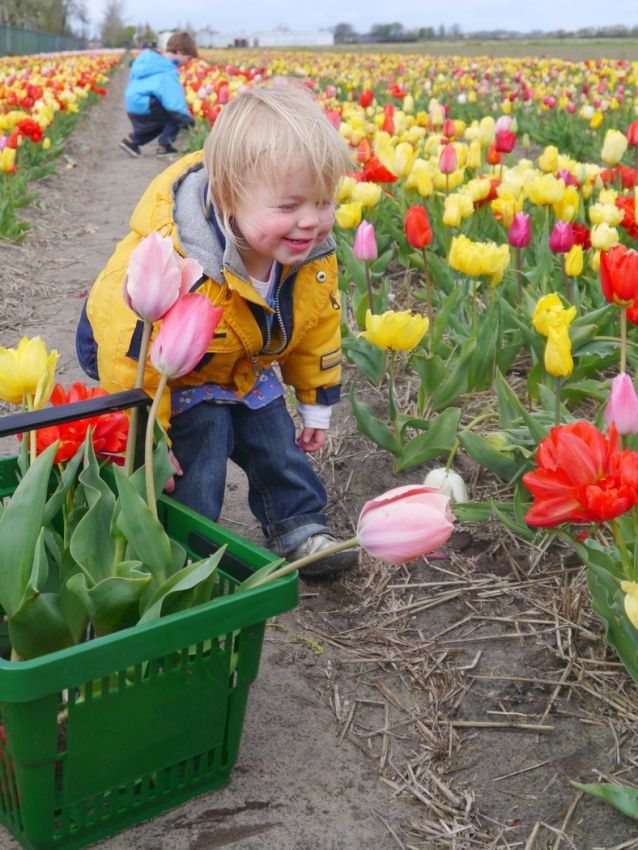 Tulpe 'Pflückgarten Mischung' - 25 Stück
