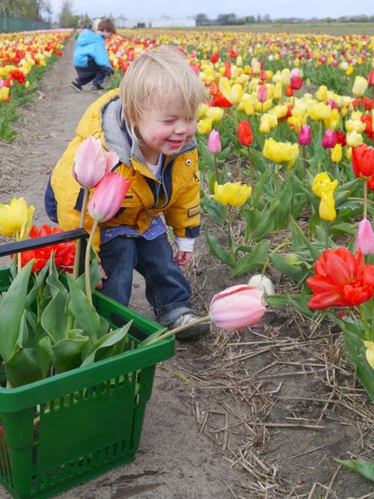 Tulpe 'Pflückgarten Mischung' - 25 Stück