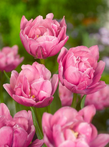 Tulpe 'Pink Cameo' - 25 Stück